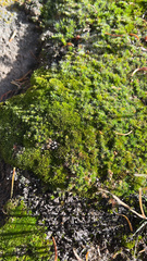Bryum