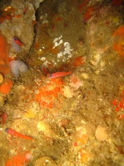 Lythrypnus dalli