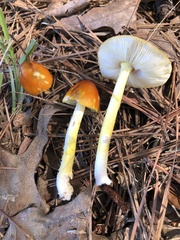 Amanita parcivolvata