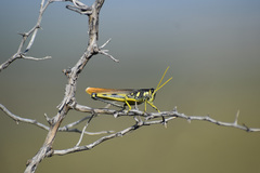 Schistocerca albolineata