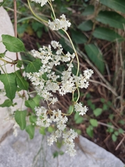 Fallopia baldschuanica