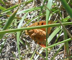 Diacrisia purpurata