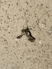 Lineodes integra