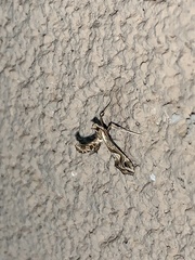 Lineodes integra