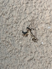 Lineodes integra