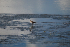 Calidris subminuta