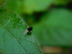 Minettia longipennis