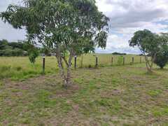 Heteropyxis natalensis