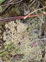 Sphagnum tenellum