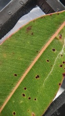 Corymbia trachyphloia