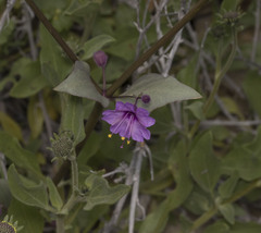 Mirabilis elegans