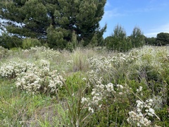 Pimelea glauca