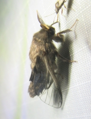 Thyridopteryx ephemeraeformis