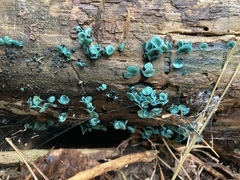 Chlorociboria aeruginascens