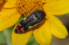 Acmaeodera chiricahuae