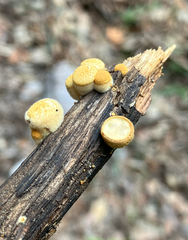 Crucibulum cyathiforme