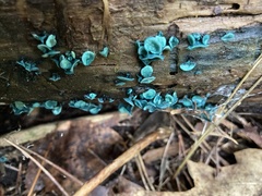 Chlorociboria aeruginascens