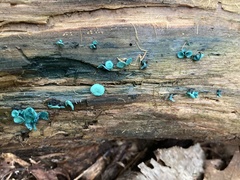 Chlorociboria aeruginascens