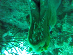 Gymnothorax castaneus