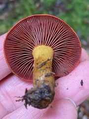 Cortinarius semisanguineus