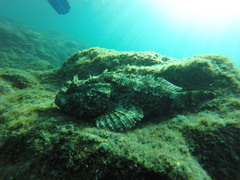 Scorpaena mystes