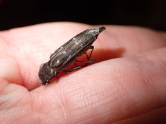 Cerambycidae