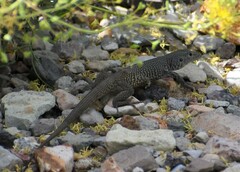 Aspidoscelis marmoratus