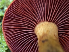 Cortinarius semisanguineus