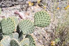 Opuntia rufida