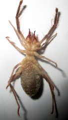 Solifugae