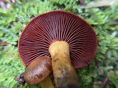 Cortinarius semisanguineus
