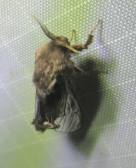 Thyridopteryx ephemeraeformis