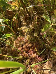 Sphagnum capillifolium