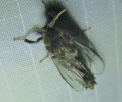 Thyridopteryx ephemeraeformis