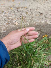 Beckmannia syzigachne