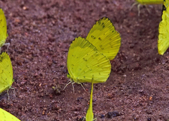 Eurema hecabe