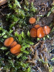 Scutellinia