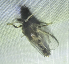 Thyridopteryx ephemeraeformis