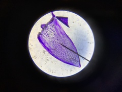 Sphagnum capillifolium