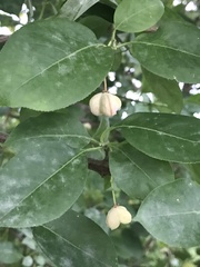 Euonymus atropurpureus