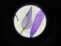 Sphagnum capillifolium