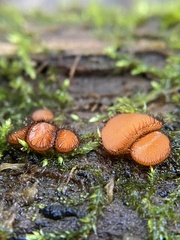 Scutellinia