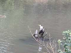 Microcarbo melanoleucos brevirostris