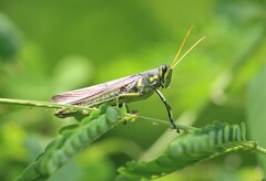 Schistocerca albolineata