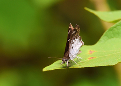 Caprona ransonnettii