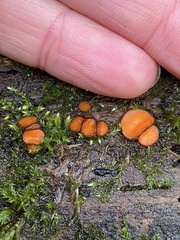Scutellinia