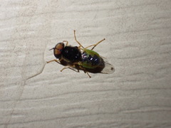 Stratiomyini