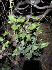 Garrya elliptica