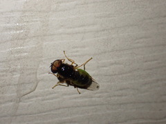 Stratiomyini