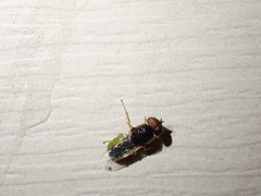 Stratiomyini